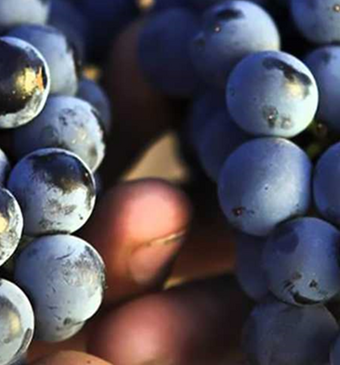 Terravigna 1 bearbeitet ERP Cloud